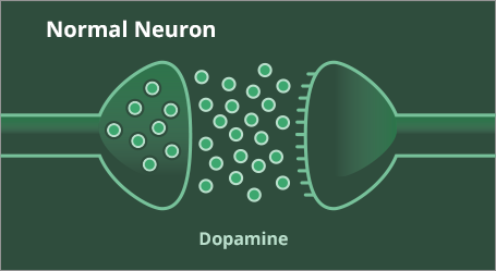 Dopamine levels in a normal neuron
